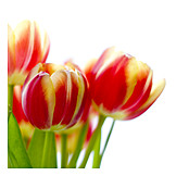   Blüte, Tulpe, Blumenstrauß
