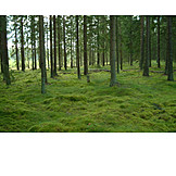   Forest, Moss, Coniferous