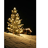   Christmas tree