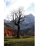   Mountain range, Autumn, Maple tree