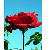   Rose, Blüte