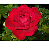   Rose, Blüte