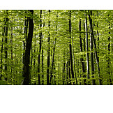   Wald, Baumstamm