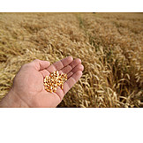   Wheat, Harvest, Check