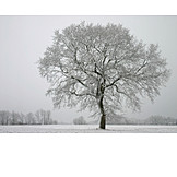  Tree, Winter, Season, Oak