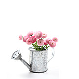   Blumenvase, Gänseblümchen, Bellis