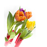   Tulpe, Frühlingsblume, Blumenvase, Blumendekoration