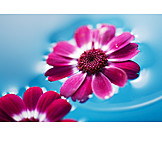   Flower, Blossom, Aromatherapy, Flower arrangements