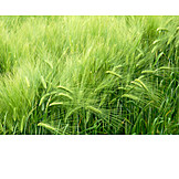   Barley, Corn field