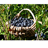   Berry, Harvest, Blueberry