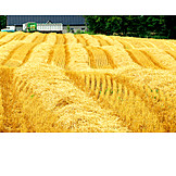   Grain harvest, Field stubble