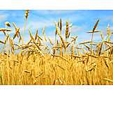   Grain, Grain, Corn field