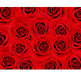   Rose, Rosenblüte, Rote Rose