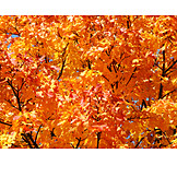   Autumn, Indian Summer, Maple Leaf