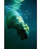   Underwater, Diving, Polar bear