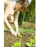   Gartenarbeit, Gemüsegarten, Anpflanzen, Salatpflanze