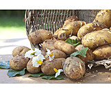   Potato, Potato harvest