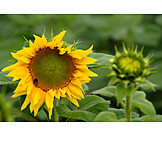   Sunflower, Blossom
