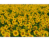   Sonnenblumen, Sonnenblumenfeld