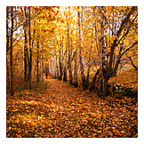   Autumn, Walk, Path