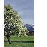   Frühling, Bayern, Obstblüte, Hochstaufen