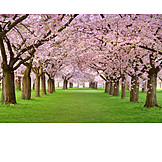   Spring, Cherry blossom, Tree blossom
