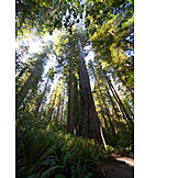   Forest, Sequoia, Redwood national park, Redwood