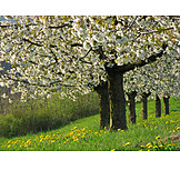   Cherry Tree, Spring, Fruit Tree, Fruit Orchard