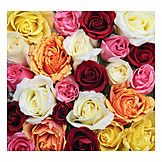   Rose, Rose petals, Rose bouquet