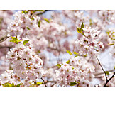   Cherry Blossom, Cherry Tree, Spring