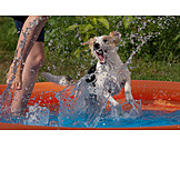   Dog, Water splashes, Wading pool