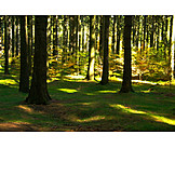   Wald, Forst