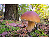   Mushroom, Cepe