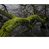   Moss, Tree trunk, Mysterious