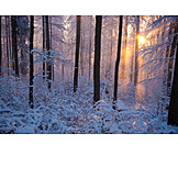   Sonne, Wald, Winterlandschaft