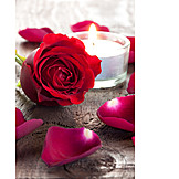   Valentinstag, Romantisch, Rote Rose