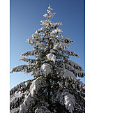   Frost, Christmas tree