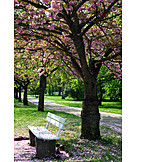   Park, Frühling, Baumblüte