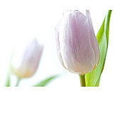   Tulip, Tulips bloom