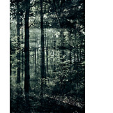   Wald, Mystisch
