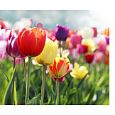   Tulpe, Frühling, Blühen