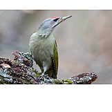   Woodpecker, Gray woodpecker