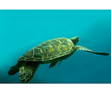   Turtle, Sea turtle