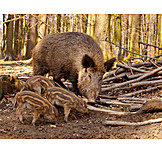   Foraging, Wild piglet, Wild boar