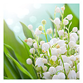  Lily of the valley, Lily of the valley