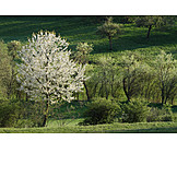   Frühjahr, Baum, Kirschbaum