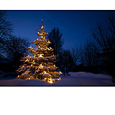  Christmas, Christmas tree, Christmas