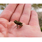   Small, Frog