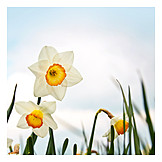   Easter daffodil, Flowering