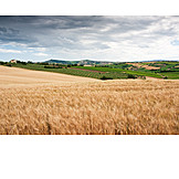   Landwirtschaft, Weizenfeld, Getreidefeld